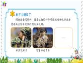 冀教版科学四年级下册6植物的繁殖PPT课件新版2022