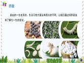 冀教版科学四年级下册9蚕的一生PPT课件新版2022