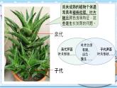 大象版科学六上 4.3《植物的遗传和变异》课件