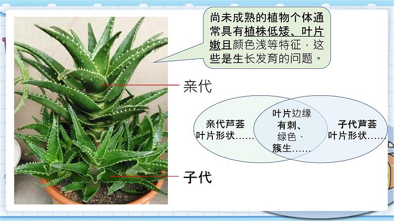 大象版科学六上 4.3《植物的遗传和变异》课件05