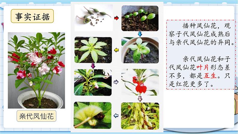 大象版科学六上 4.3《植物的遗传和变异》课件06