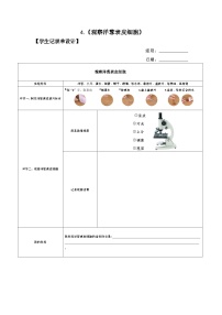 小学科学教科版 (2017)六年级上册4.观察洋葱表皮细胞教案