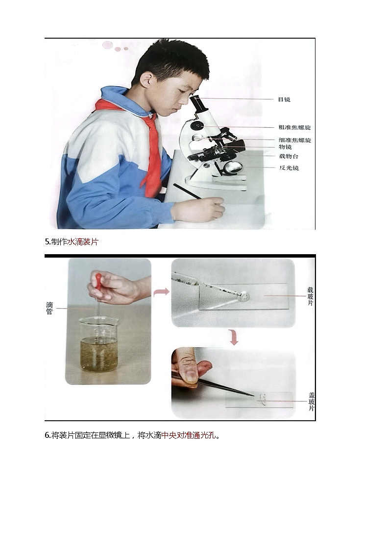 鄂教人教版五年级上册科学 第8课《水中的微小生物》知识梳理第2页