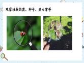 1.1 放大镜-教科版科学六年级上册 课件