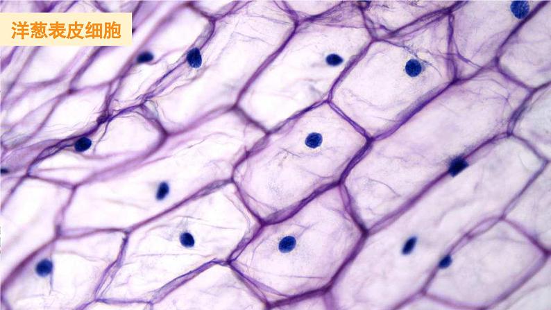 1.5 观察更多的生物细胞-教科版科学六年级上册 课件02