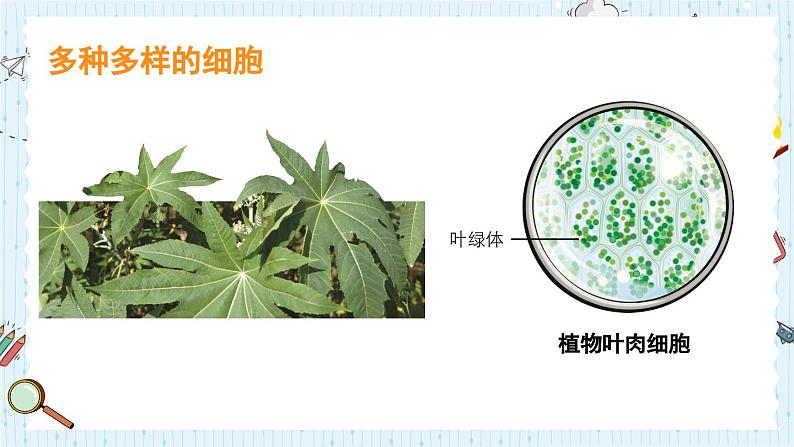 1.5 观察更多的生物细胞-教科版科学六年级上册 课件07
