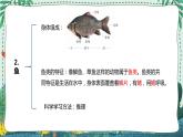 青岛版四年级上册第一单元（动物王国） 复习PPT