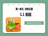 青岛版科学四年级上册 1.1蚂蚁 课件PPT+教案+视频素材