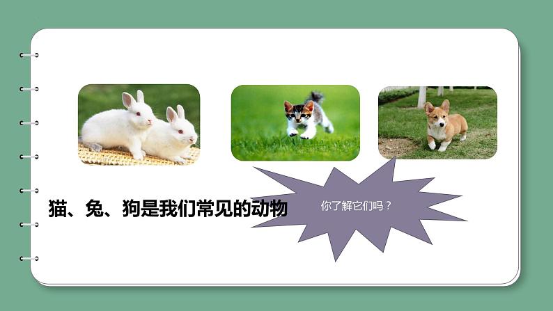 青岛版科学四年级上册 1.4哺乳动物 课件PPT+教案+视频素材05