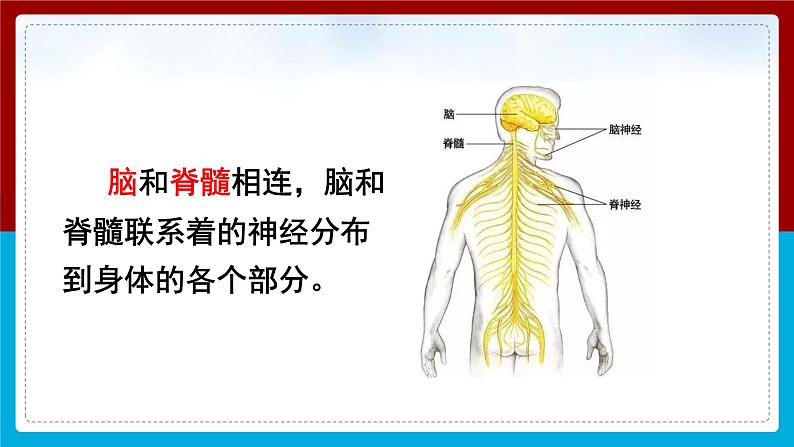 【新】教科版5上第4单元第4课-身体的“总指挥”课件PPT06