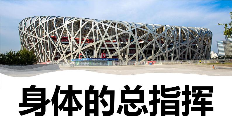 【新】教科版5上第4单元第4课-身体的“总指挥”习题课件PPT01