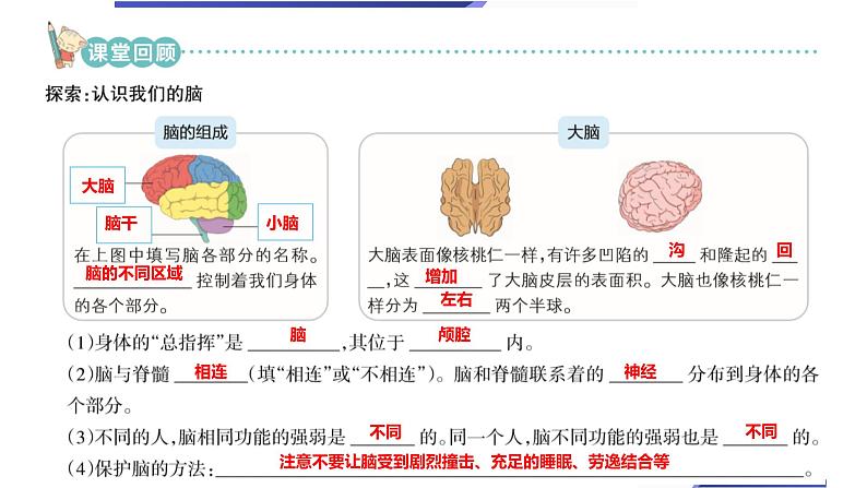 【新】教科版5上第4单元第4课-身体的“总指挥”习题课件PPT03