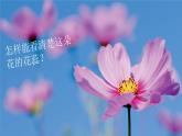 【新】教科版科学六年级上册第1单元1.放大镜PPT课件+习题+教学设计+视频素材
