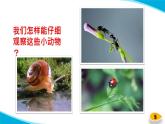 【新】教科版科学六年级上册第1单元1.放大镜PPT课件+习题+教学设计+视频素材