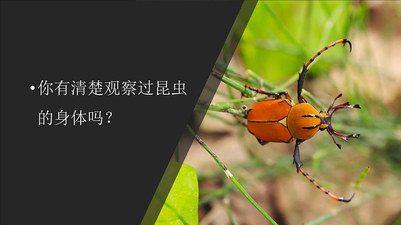 【新】教科版科学六年级上册第1单元3.观察身边微小的物体第2页