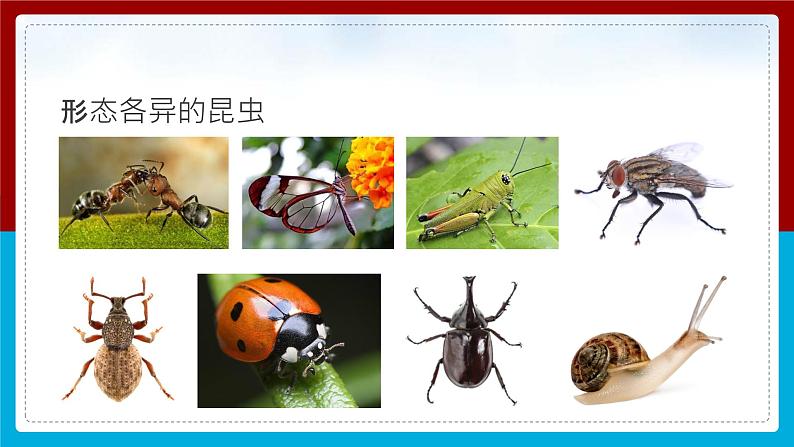 【新】教科版科学六年级上册第1单元3.观察身边微小的物体第4页