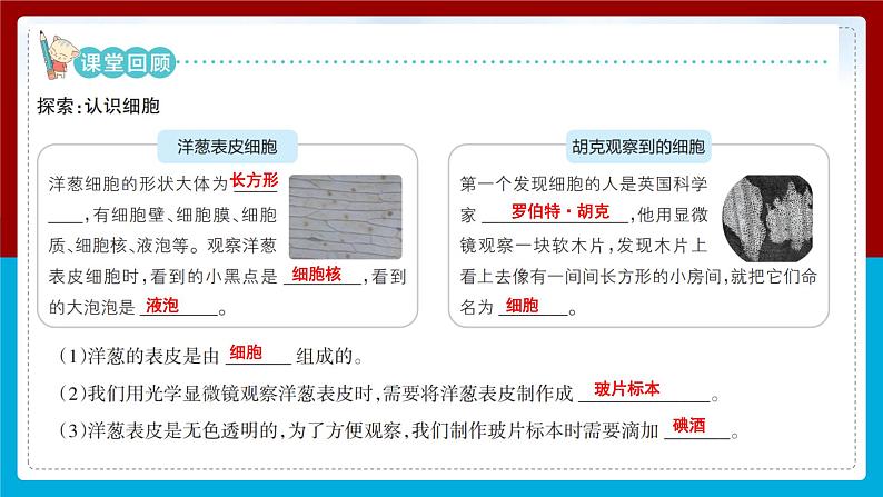 【新】教科版科学六年级上册第1单元4.观察洋葱表皮细胞PPT课件+习题+教学设计+视频素材02