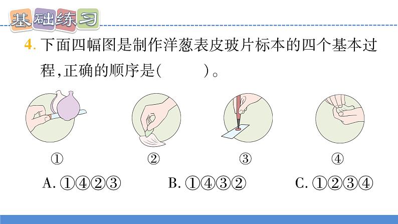 【新】教科版科学六年级上册第1单元4.观察洋葱表皮细胞PPT课件+习题+教学设计+视频素材08