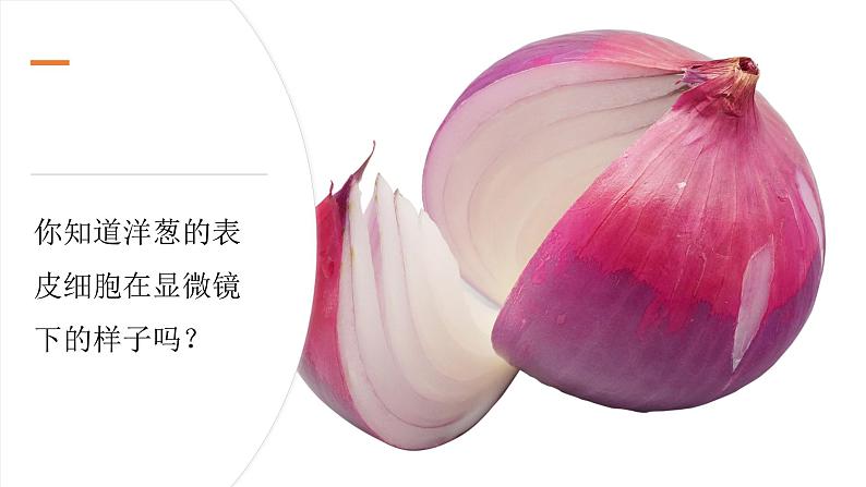 【新】教科版科学六年级上册第1单元4.观察洋葱表皮细胞PPT课件+习题+教学设计+视频素材03