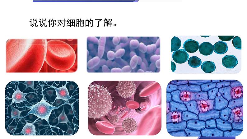 【新】教科版科学六年级上册第1单元4.观察洋葱表皮细胞PPT课件+习题+教学设计+视频素材07