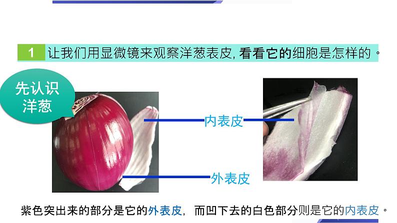 【新】教科版科学六年级上册第1单元4.观察洋葱表皮细胞PPT课件+习题+教学设计+视频素材08