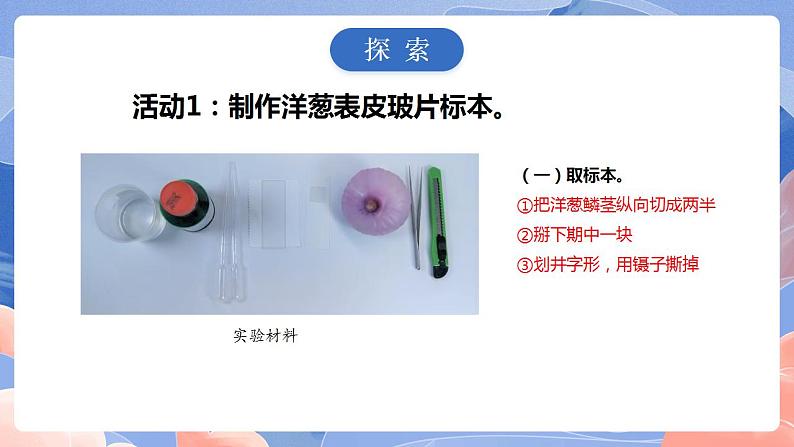 【核心素养目标】教科版小学科学六年级上册1.4《观察洋葱表皮细胞》课件+教案(含教学反思)04