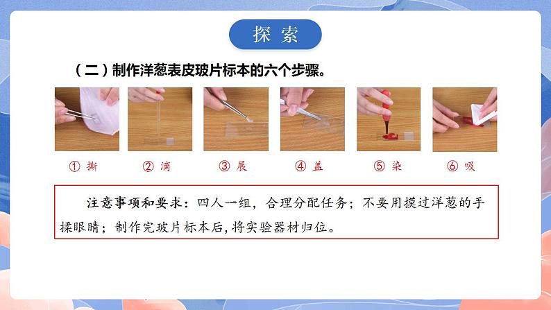 【核心素养目标】教科版小学科学六年级上册1.4《观察洋葱表皮细胞》课件+教案(含教学反思)05