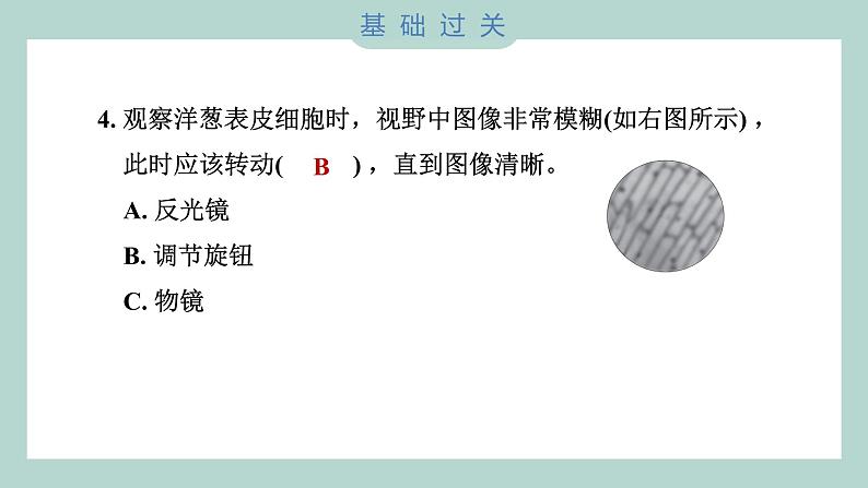 1.4 观察洋葱表皮细胞（习题课件+知识点梳理）教科版六年级科学上册05