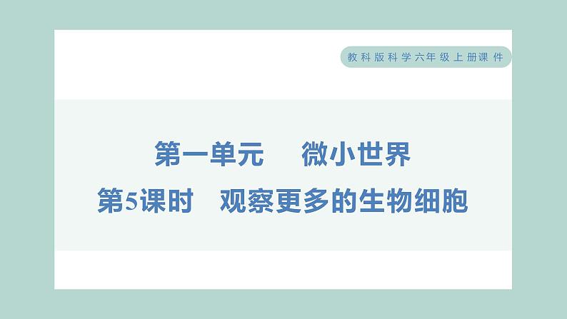 1.5 观察更多的生物细胞（习题课件+知识点梳理）教科版六年级科学上册01