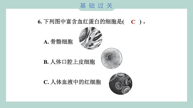 1.5 观察更多的生物细胞（习题课件+知识点梳理）教科版六年级科学上册07