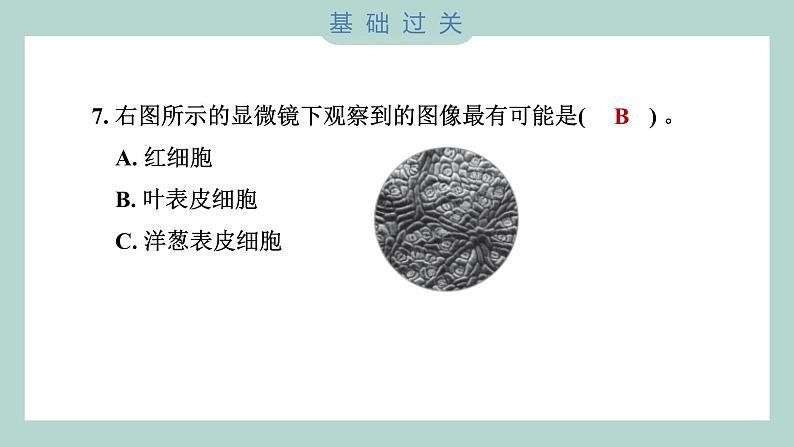 1.5 观察更多的生物细胞（习题课件+知识点梳理）教科版六年级科学上册08