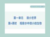 1.6 观察水中微小的生物（习题课件+知识点梳理）教科版六年级科学上册