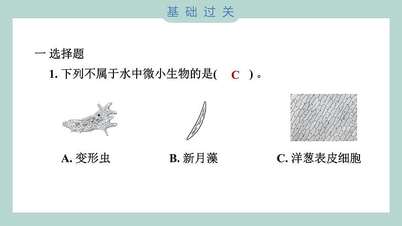 1.6 观察水中微小的生物（习题课件+知识点梳理）教科版六年级科学上册02