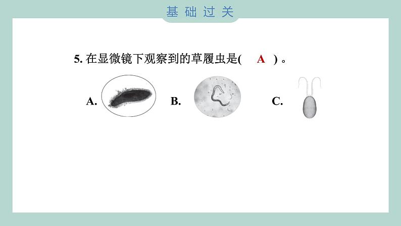 1.6 观察水中微小的生物（习题课件+知识点梳理）教科版六年级科学上册06