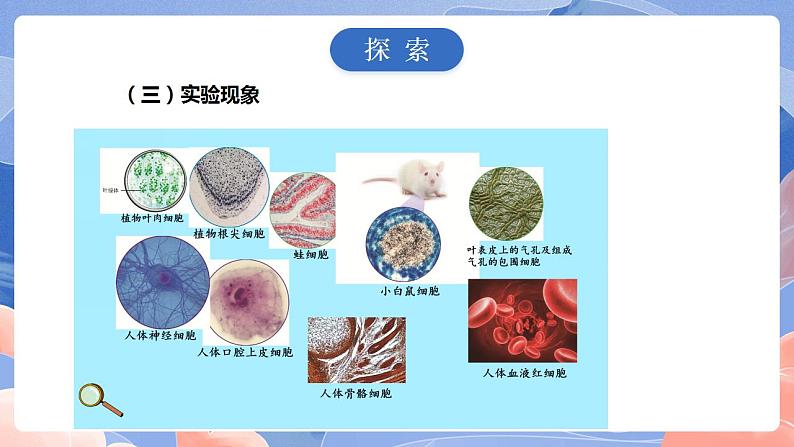 【核心素养目标】教科版小学科学六年级上册1.5《观察更多的生物细胞》课件+教案(含教学反思)07