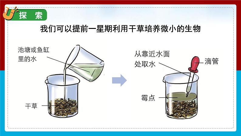 【新】教科版科学六年级上册第1单元6.观察水中微小的生物PPT课件+习题+教学设计+视频素材07