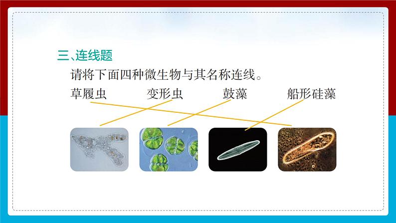 【新】教科版科学六年级上册第1单元6.观察水中微小的生物PPT课件+习题+教学设计+视频素材07