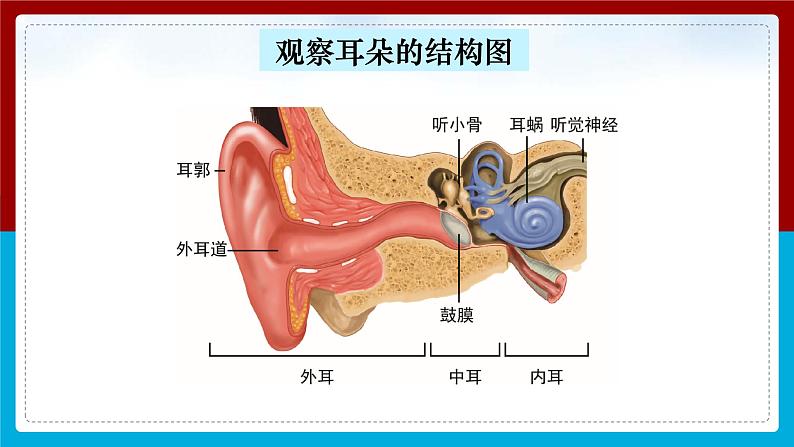 【新】教科版科学四年级上册第1单元4.我们是怎样听到声音的PPT课件+习题+教学设计+视频素材07