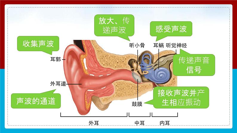 【新】教科版科学四年级上册第1单元4.我们是怎样听到声音的PPT课件+习题+教学设计+视频素材08