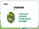 新教科版（2017）科学一年级上册 1.1《我们知道的植物》课件+教案+练习+素材