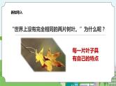 新教科版（2017）科学一年级上册 1.3《观察叶》课件+教案+练习+素材
