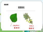 新教科版（2017）科学一年级上册 1.3《观察叶》课件+教案+练习+素材
