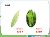 新教科版（2017）科学一年级上册 1.3《观察叶》课件+教案+练习+素材