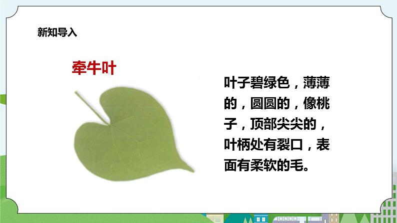 新教科版（2017）科学一年级上册 1.4《这是谁的叶》课件+教案+练习+素材03
