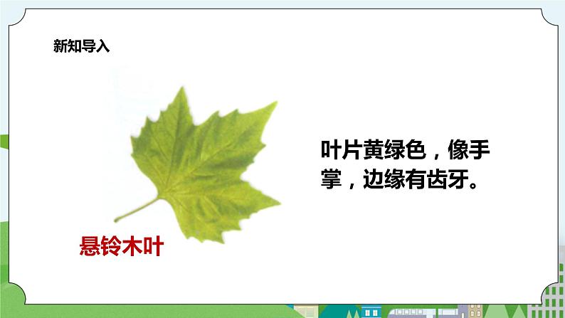 新教科版（2017）科学一年级上册 1.4《这是谁的叶》课件+教案+练习+素材04