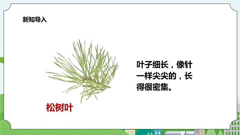 新教科版（2017）科学一年级上册 1.4《这是谁的叶》课件+教案+练习+素材05