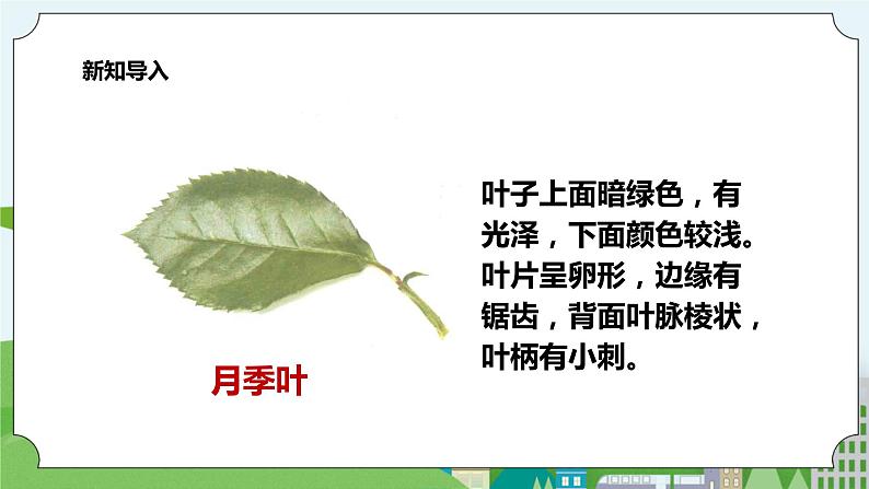 新教科版（2017）科学一年级上册 1.4《这是谁的叶》课件+教案+练习+素材06