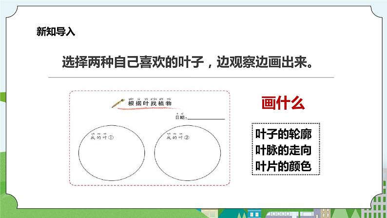 新教科版（2017）科学一年级上册 1.4《这是谁的叶》课件+教案+练习+素材07