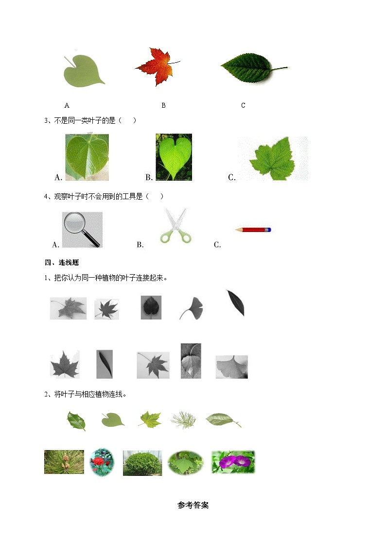 新教科版（2017）科学一年级上册 1.4《这是谁的叶》课件+教案+练习+素材02