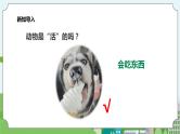 新教科版（2017）科学一年级上册 1.5《植物是“活”的吗？》课件+教案+练习+素材